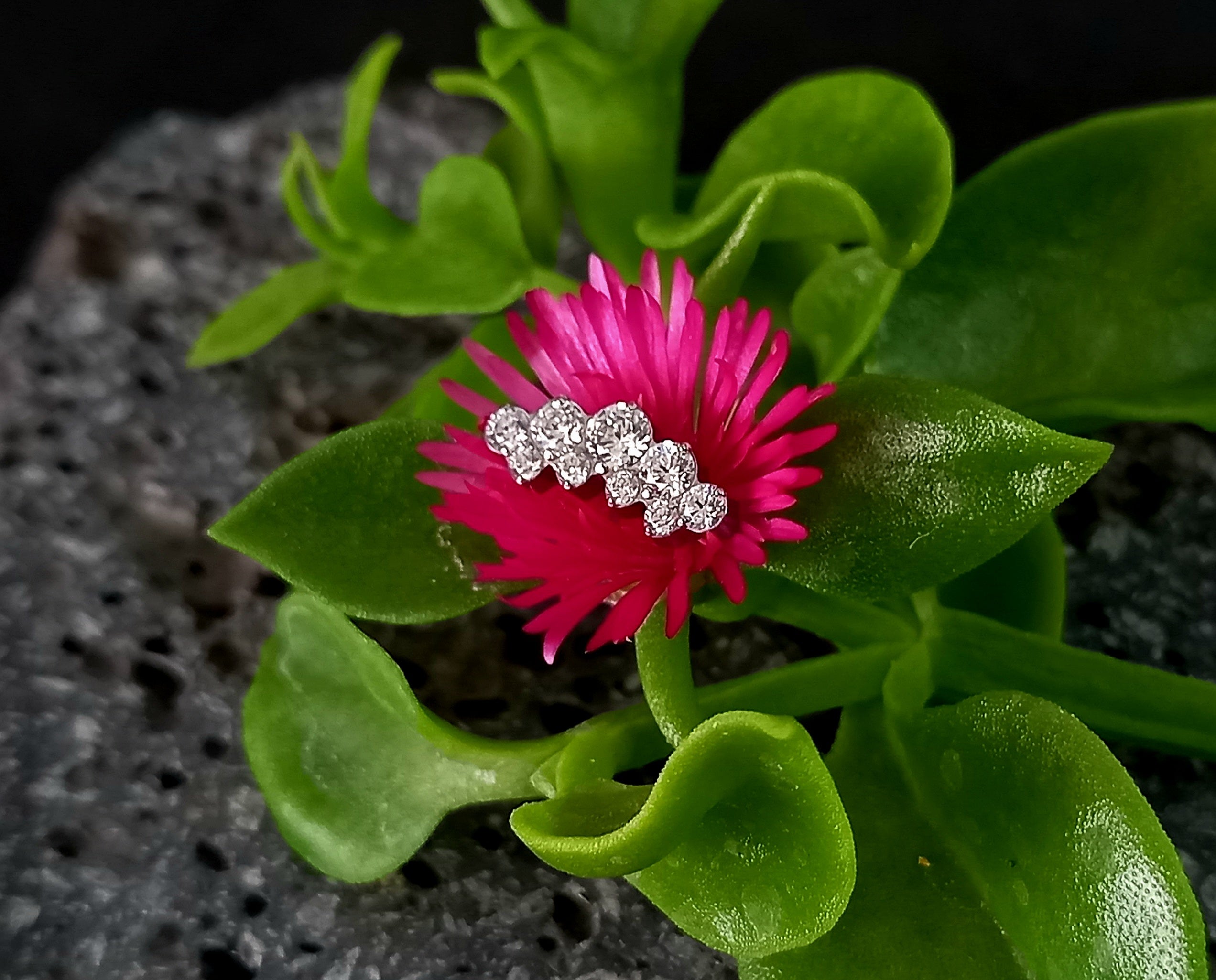 Media luna doble fila clear - titanio grado implante ASTM F-136