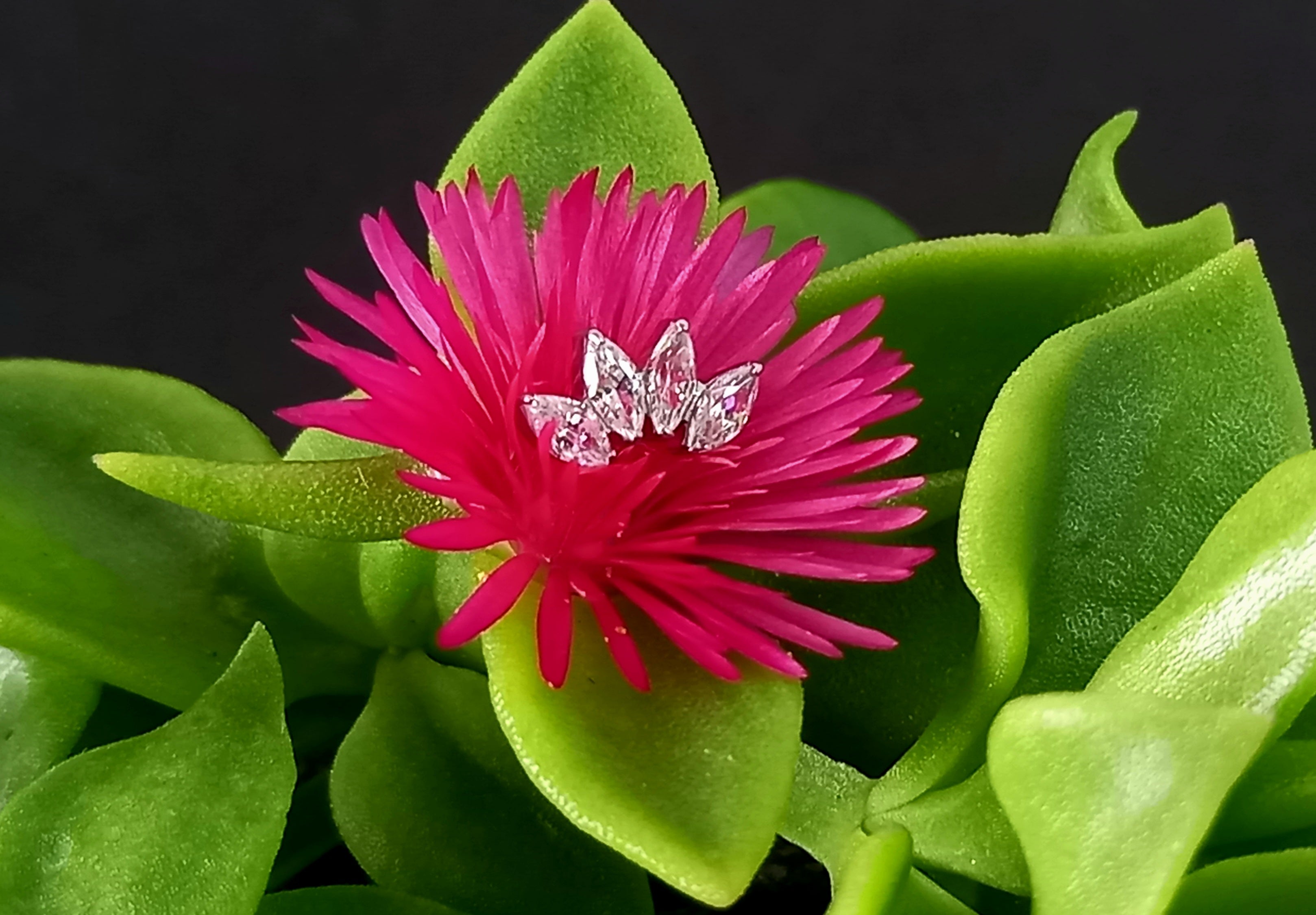 Media luna marquesa 4 puntas - titanio grado implante ASTM F-136