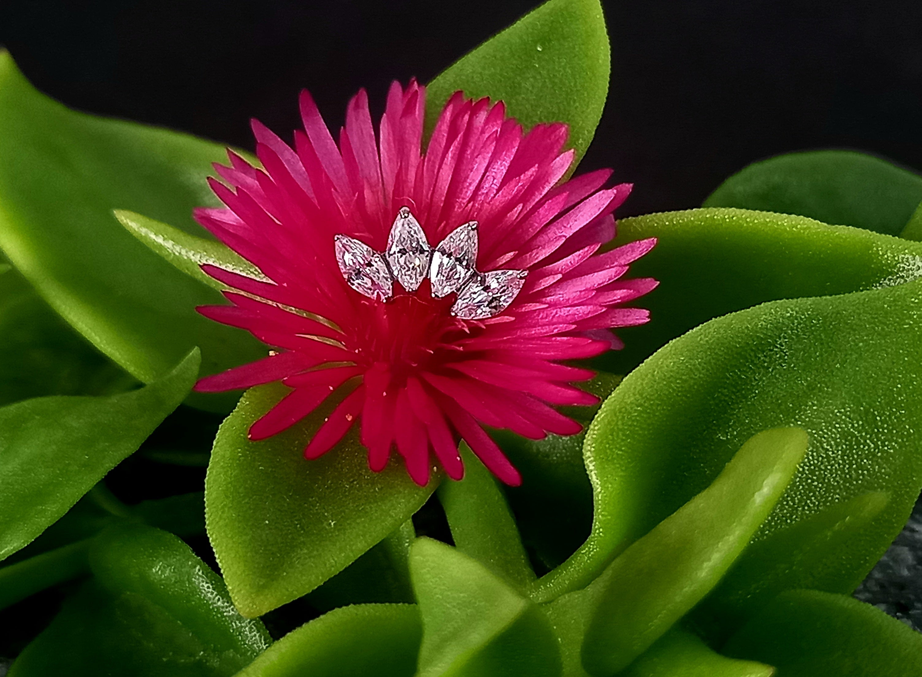 Media luna marquesa 4 puntas - titanio grado implante ASTM F-136