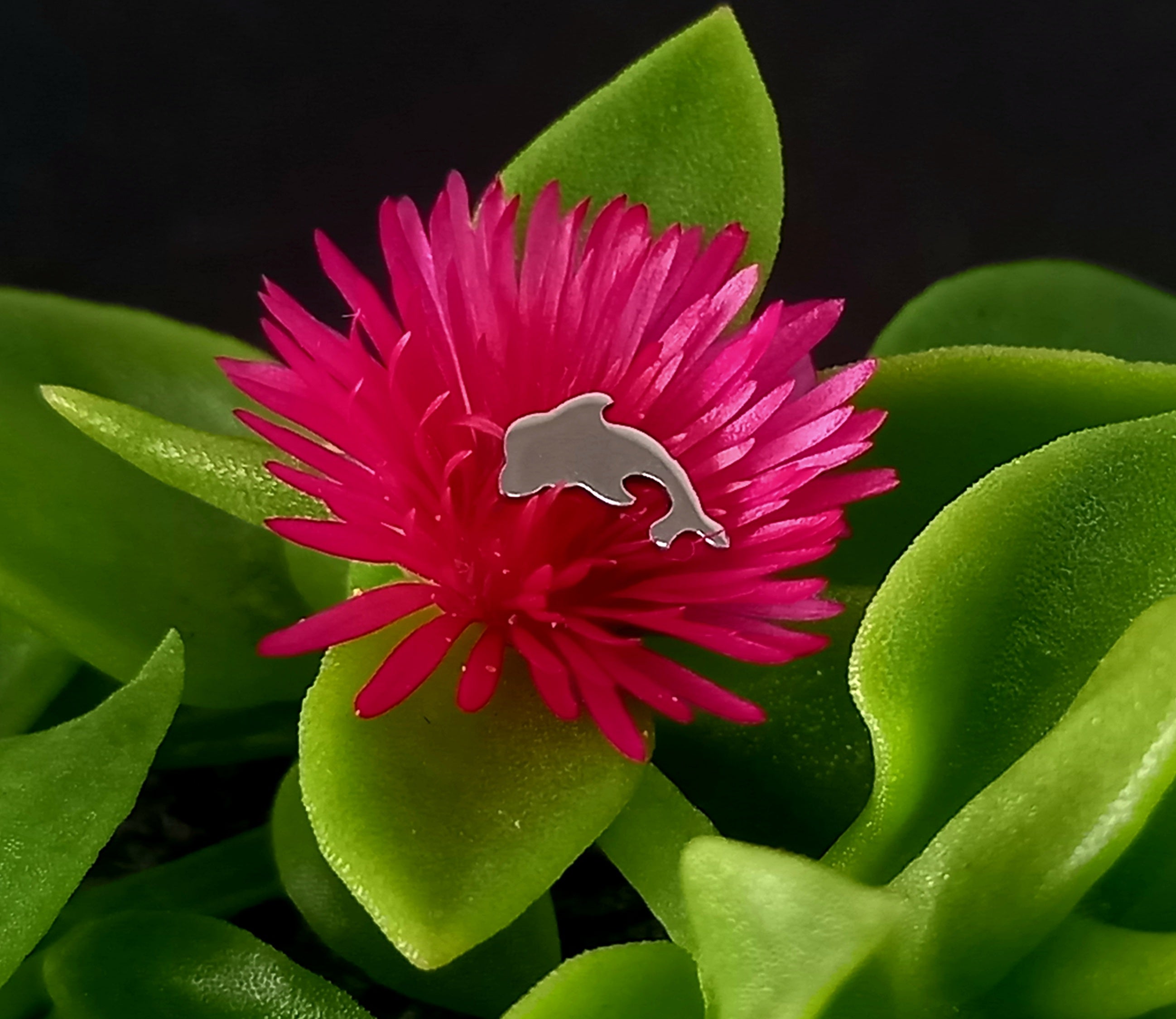 Delfin - titanio grado implante ASTM F-136