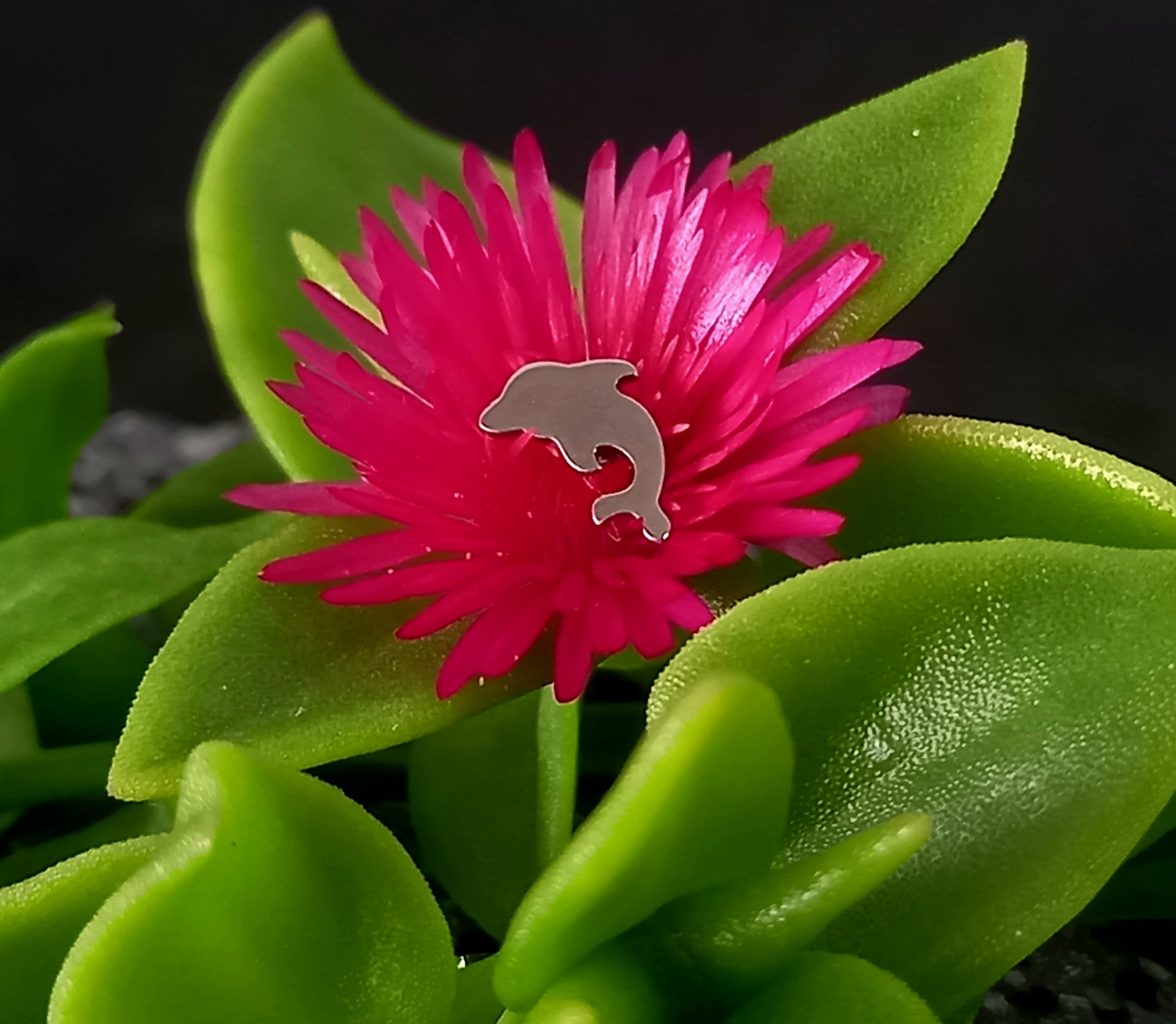 Delfin - titanio grado implante ASTM F-136