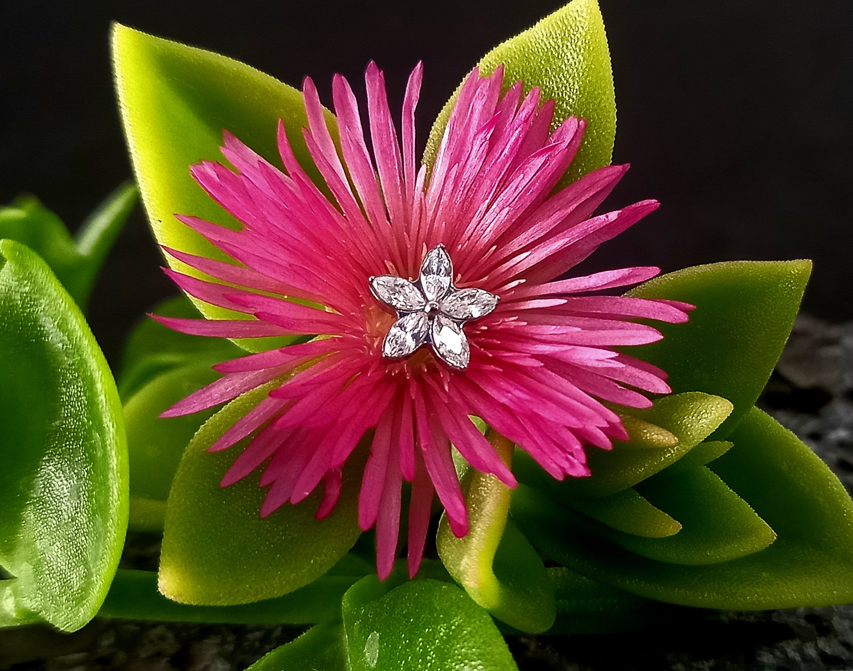 Flor 5 pétalos Clear - titanio grado implante ASTM F-136