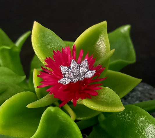 Titanio grado implante. Cinco marquesa con zircon clear