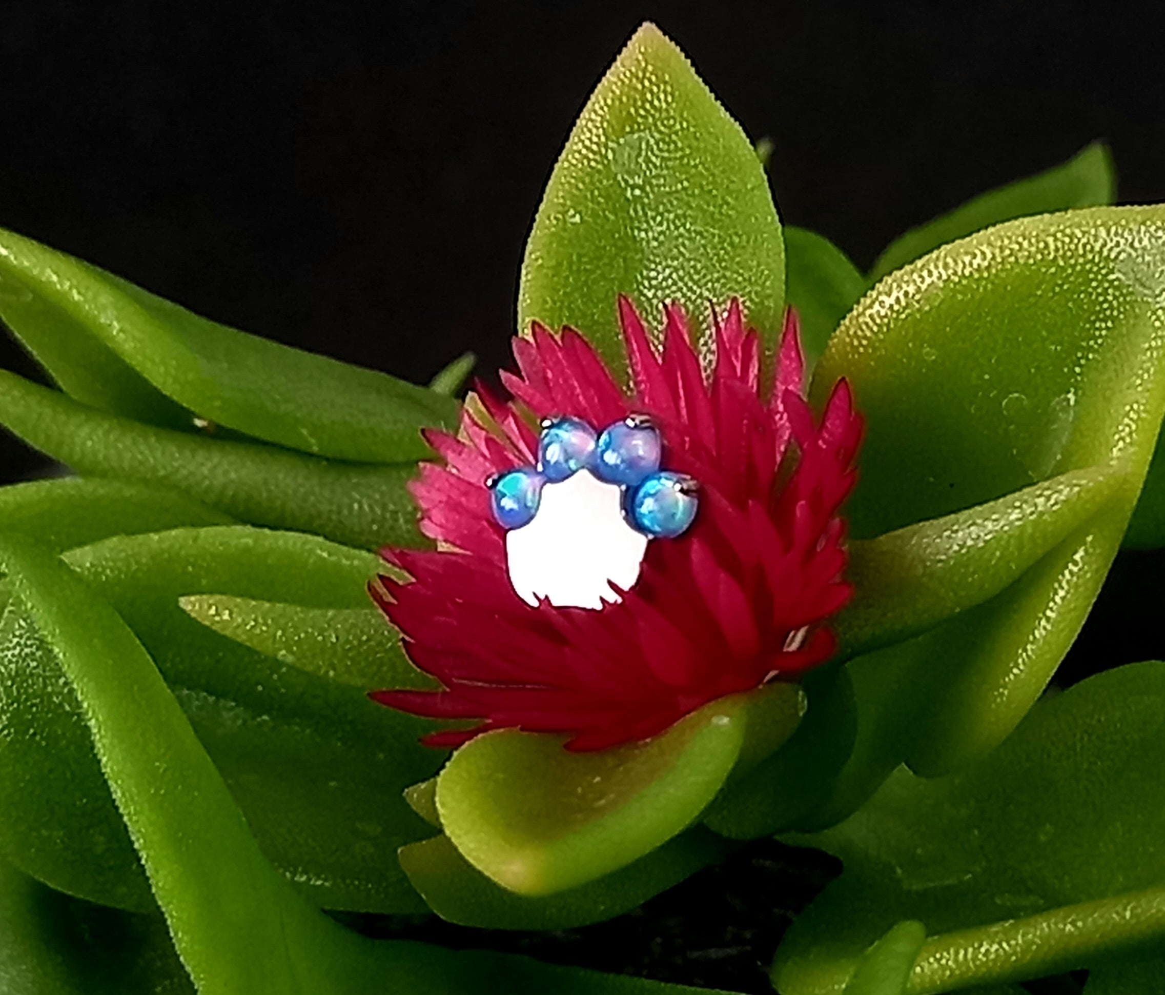 Patita de ópalo azul - titanio grado implante ASTM F-136