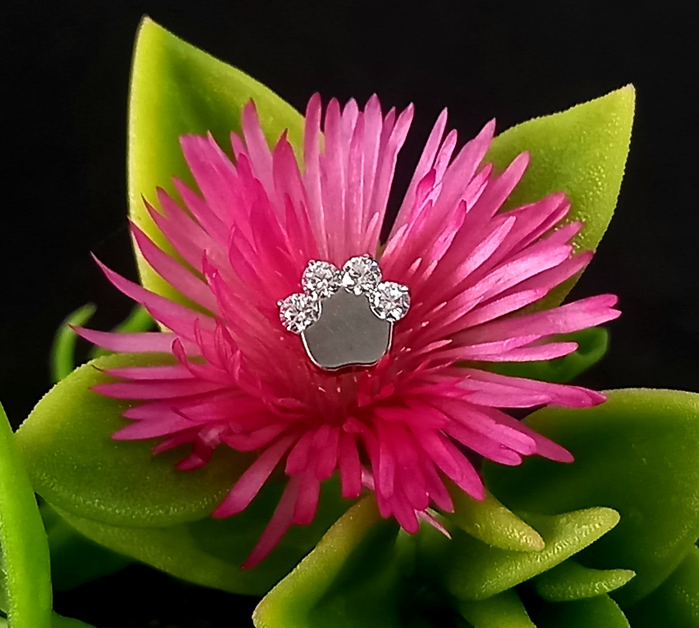 Patita de perro clear - titanio grado implante ASTM F-136