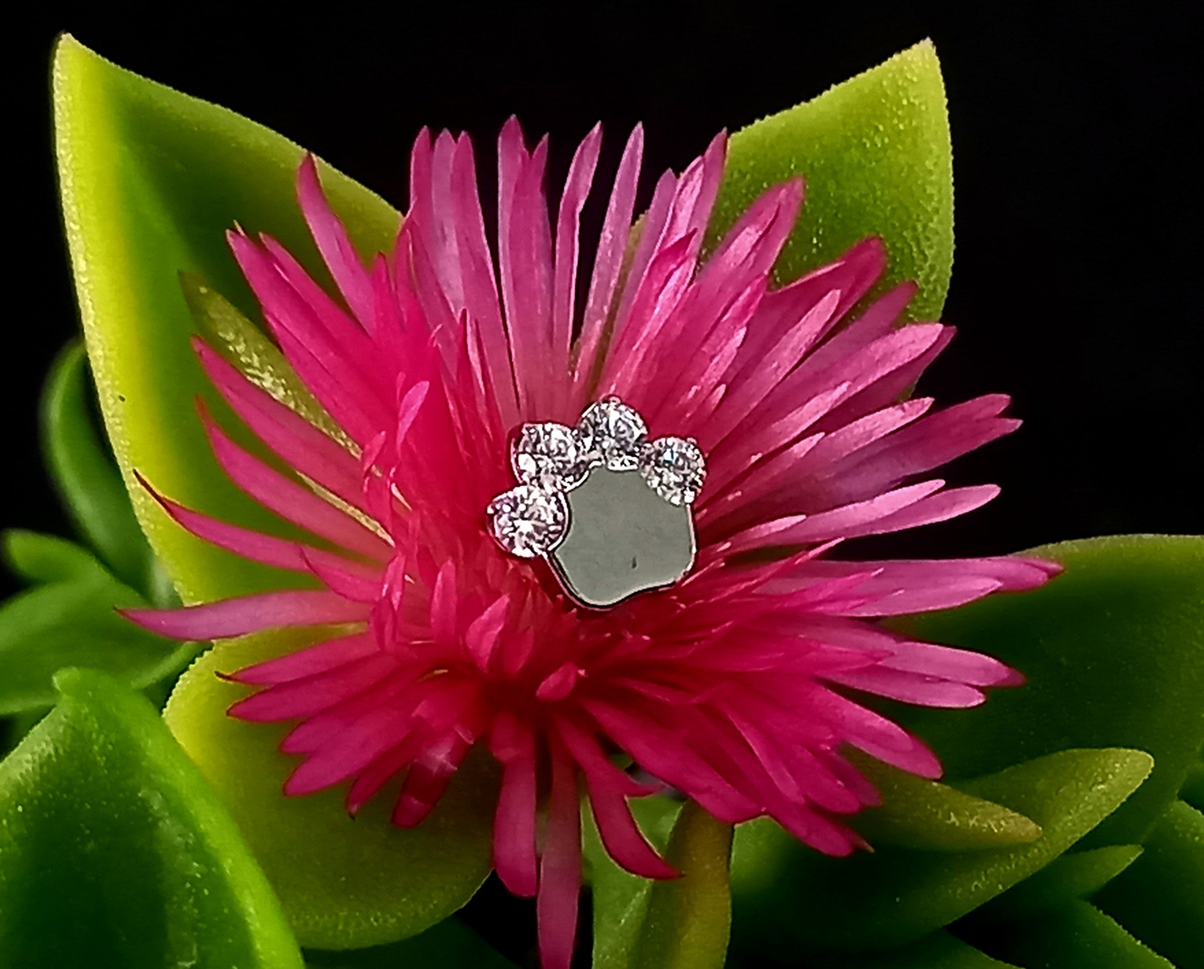 Patita de perro clear - titanio grado implante ASTM F-136