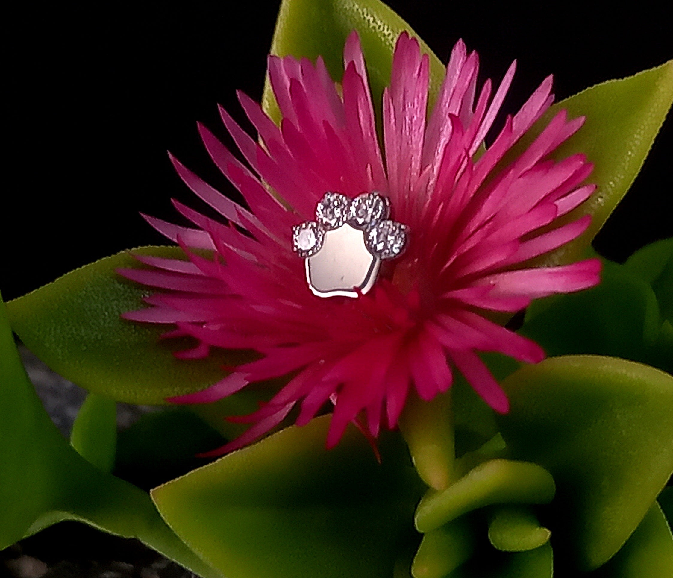 Patita de perro clear - titanio grado implante ASTM F-136