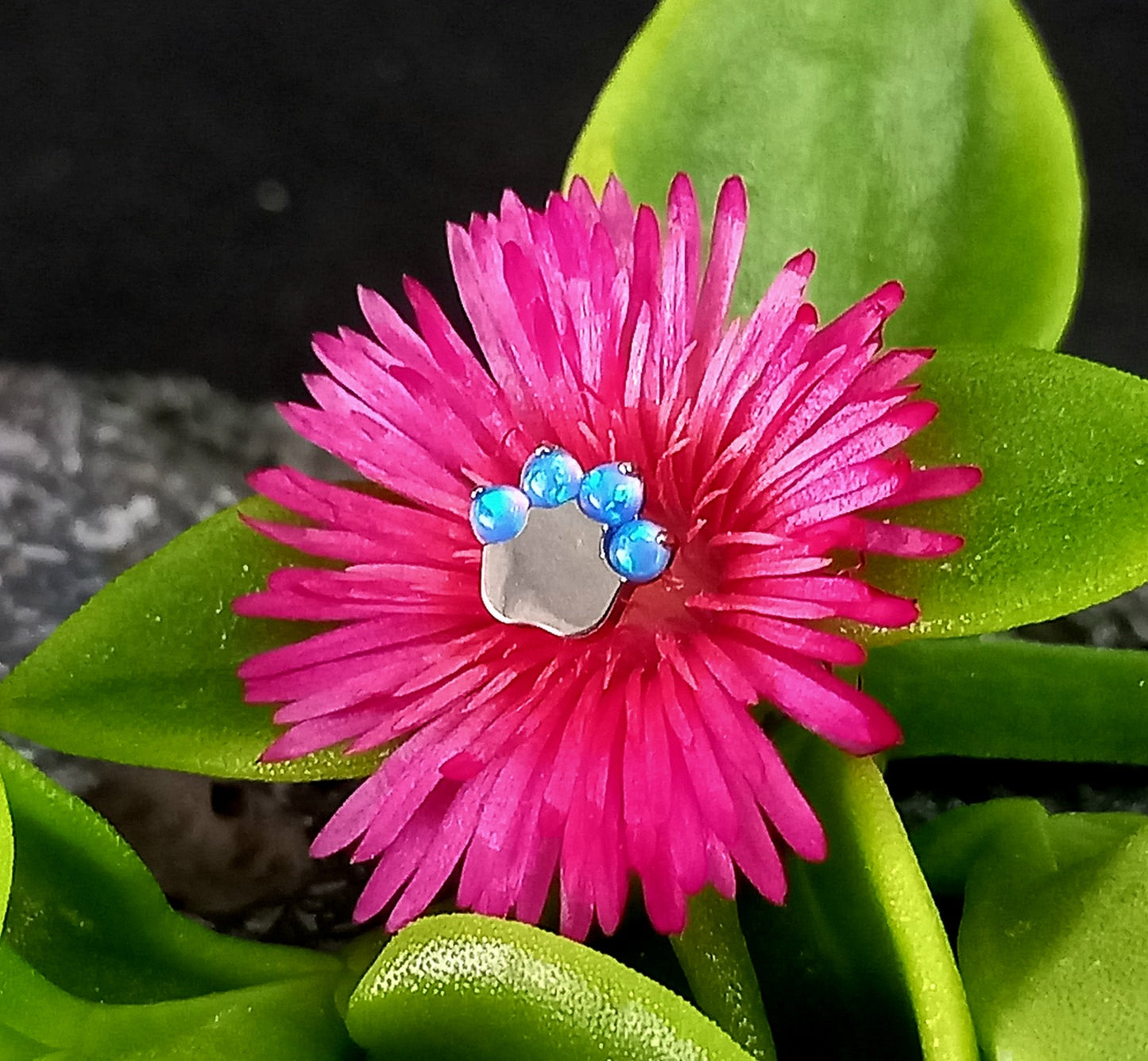 Titanio grado implante. Patita de perro opalo azul