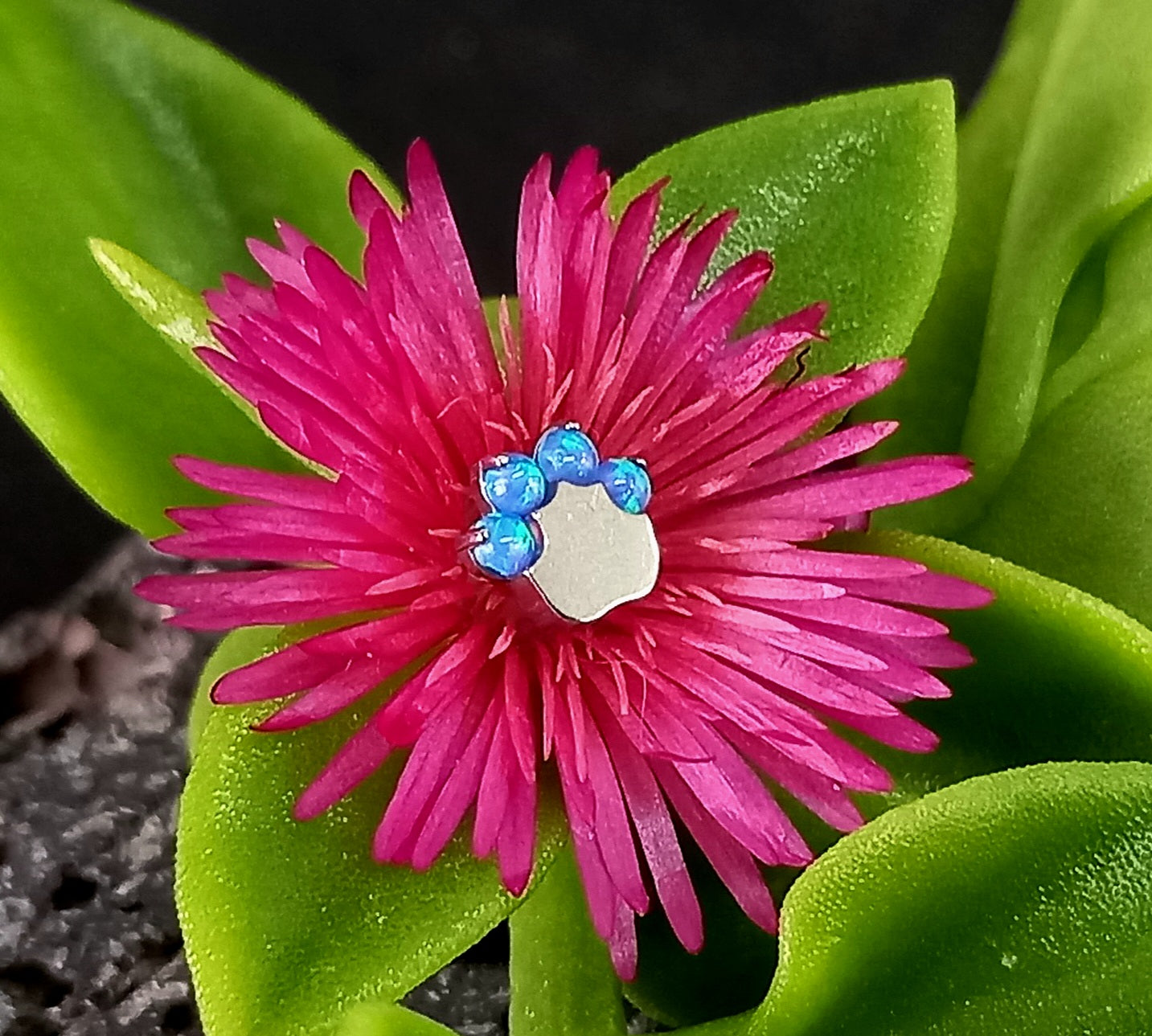 Patita de ópalo azul - titanio grado implante ASTM F-136