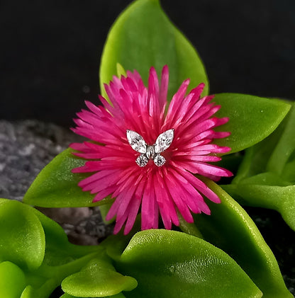 Titanio grado implante. Mariposa brillos