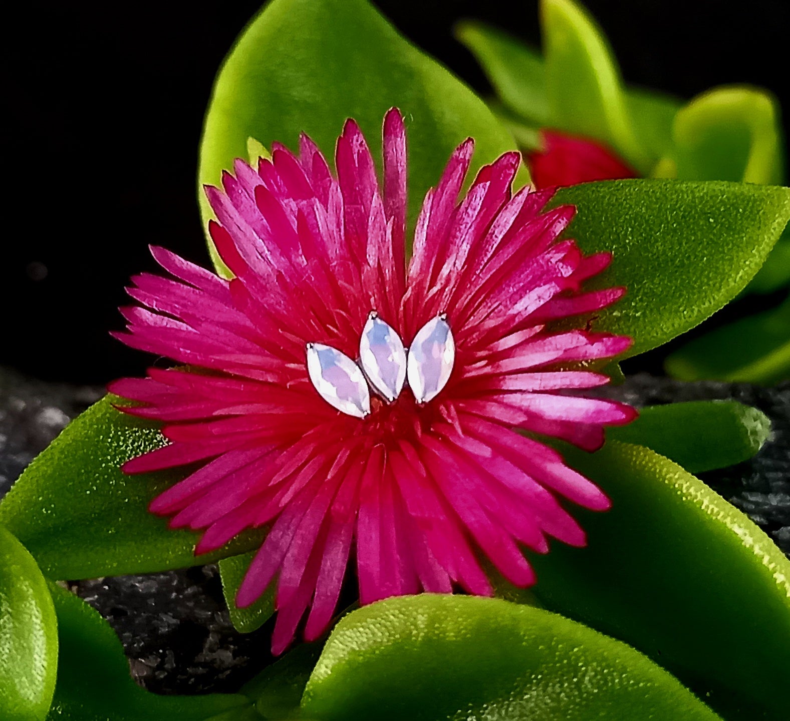 Marquesa ópalo - titanio grado implante ASTM F-136