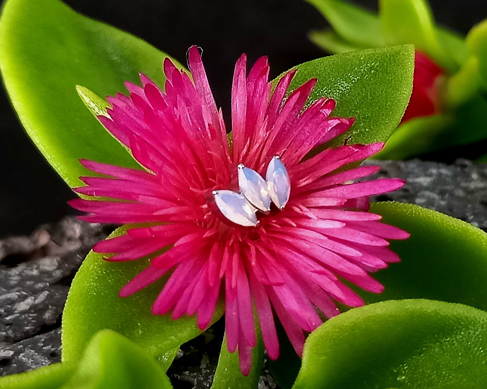 Marquesa ópalo - titanio grado implante ASTM F-136