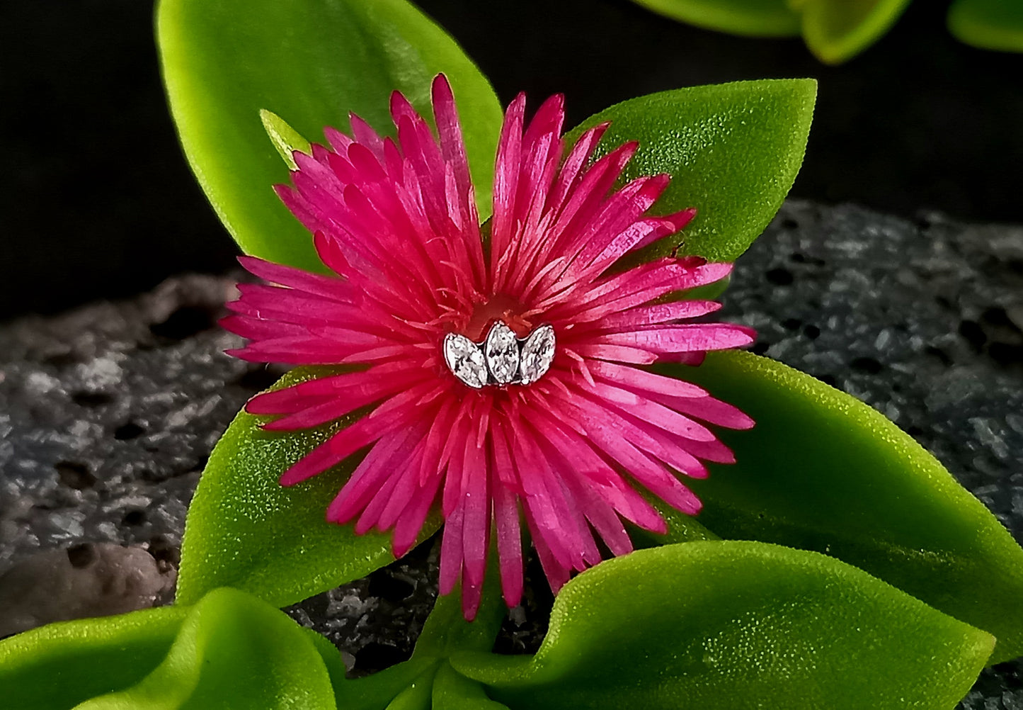 Titanio grado implante. Marquesa Clear