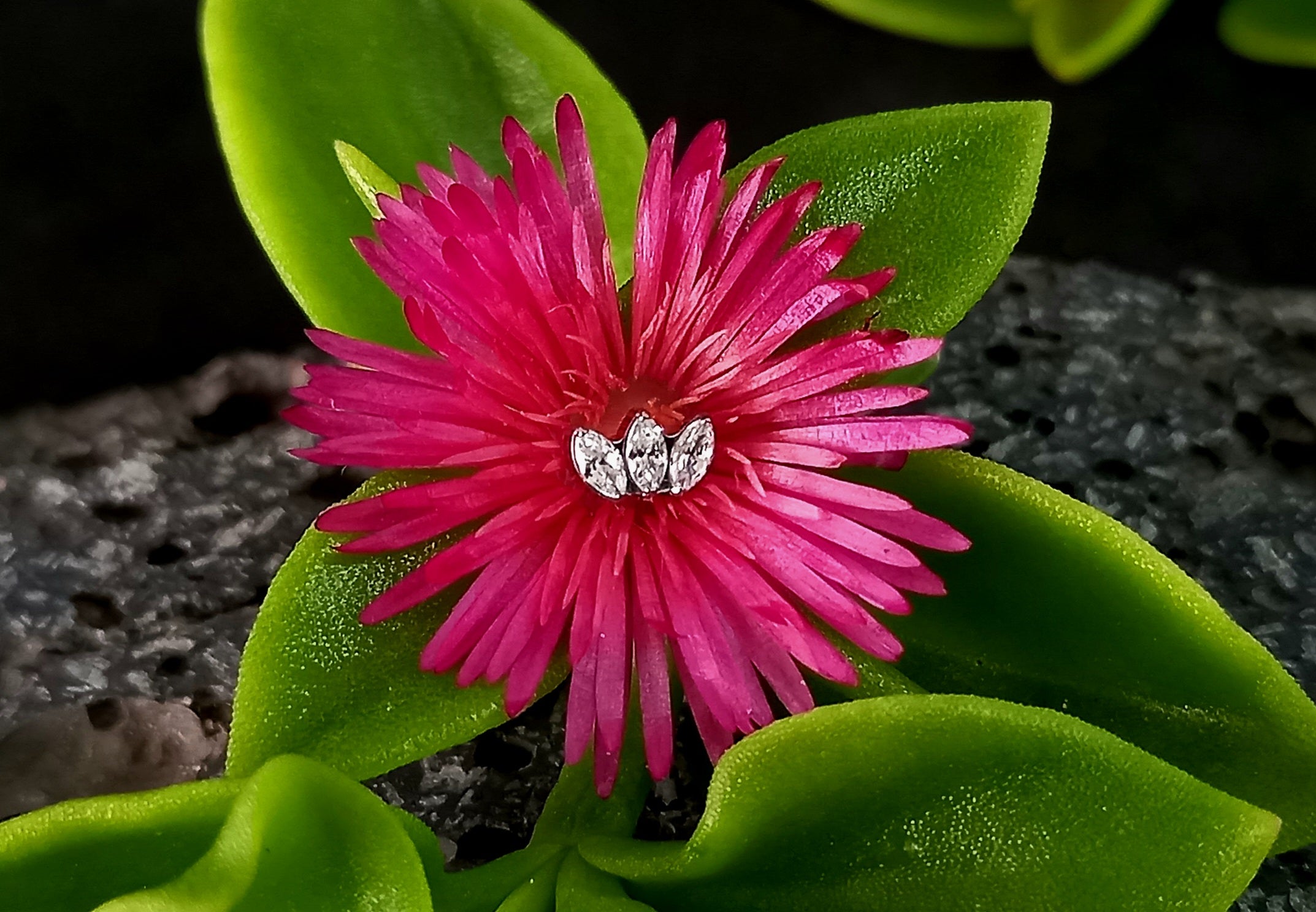 Mini marquesa Clear - titanio grado implante ASTM F-136