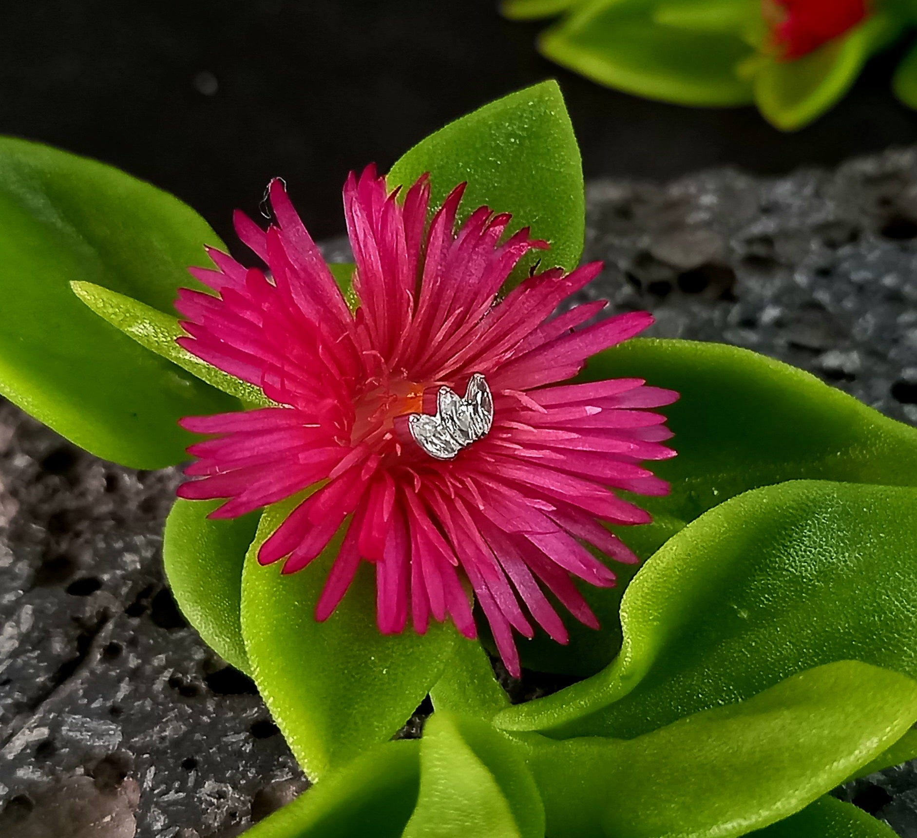 Mini marquesa Clear - titanio grado implante ASTM F-136