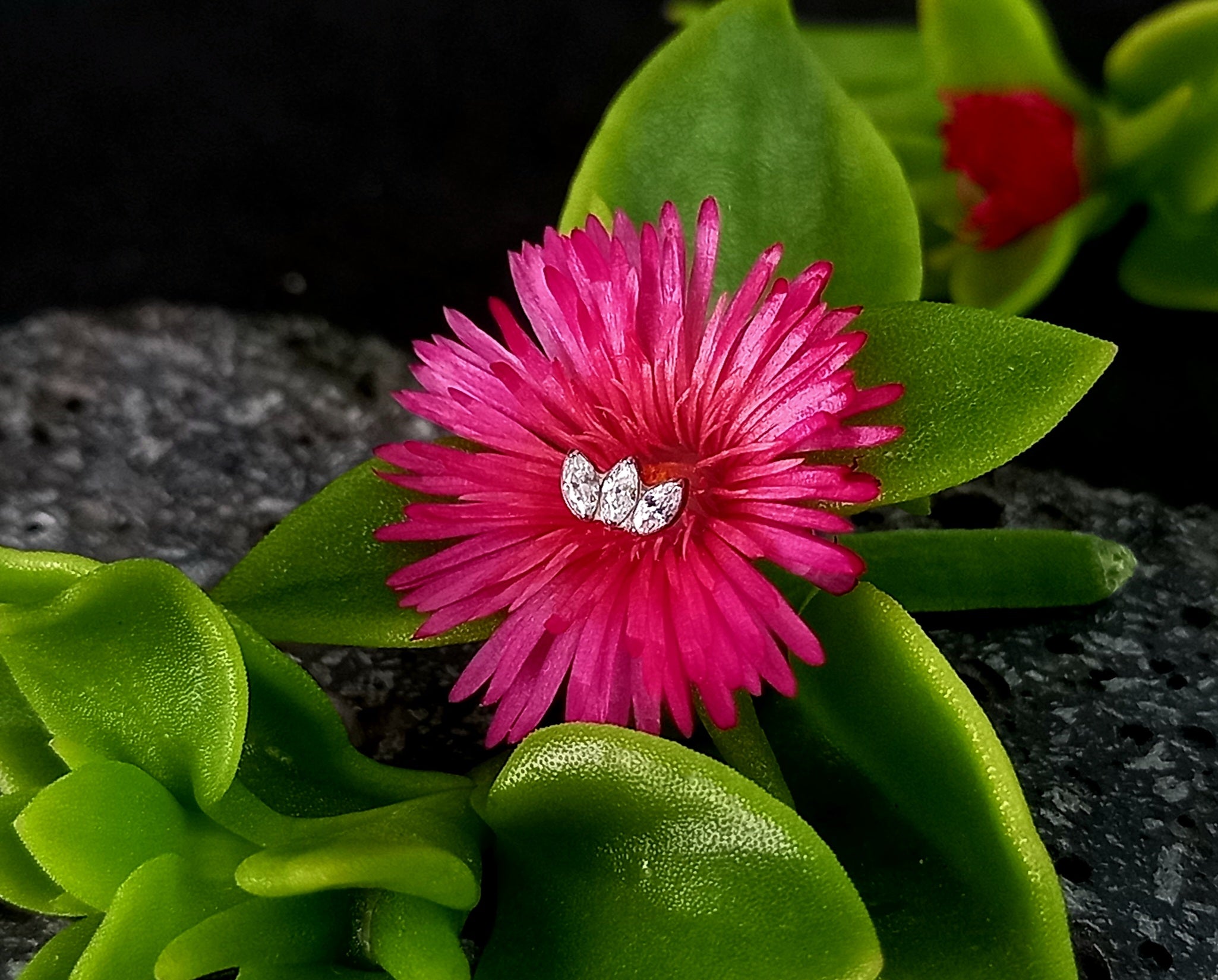 Mini marquesa Clear - titanio grado implante ASTM F-136