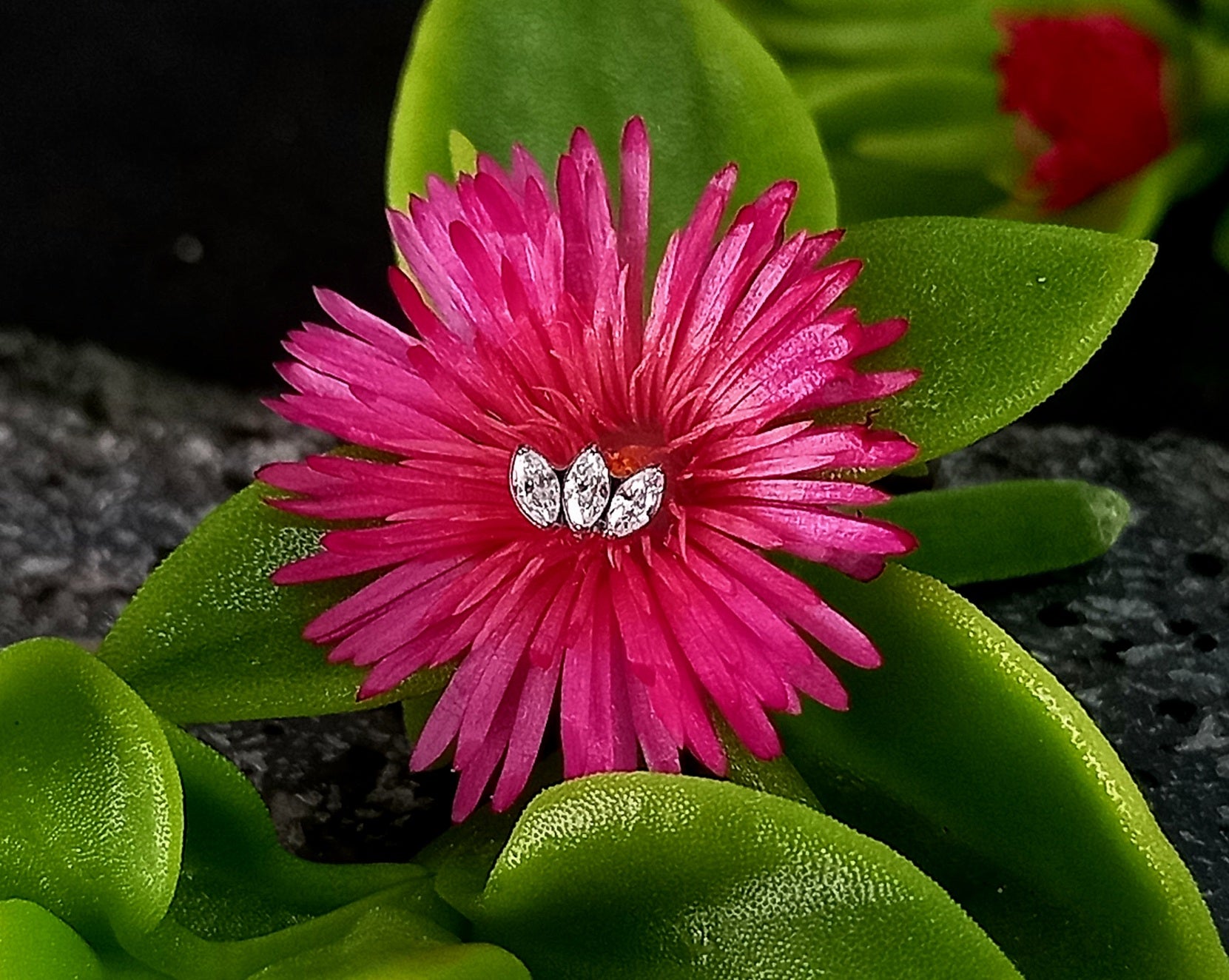 Mini marquesa Clear - titanio grado implante ASTM F-136