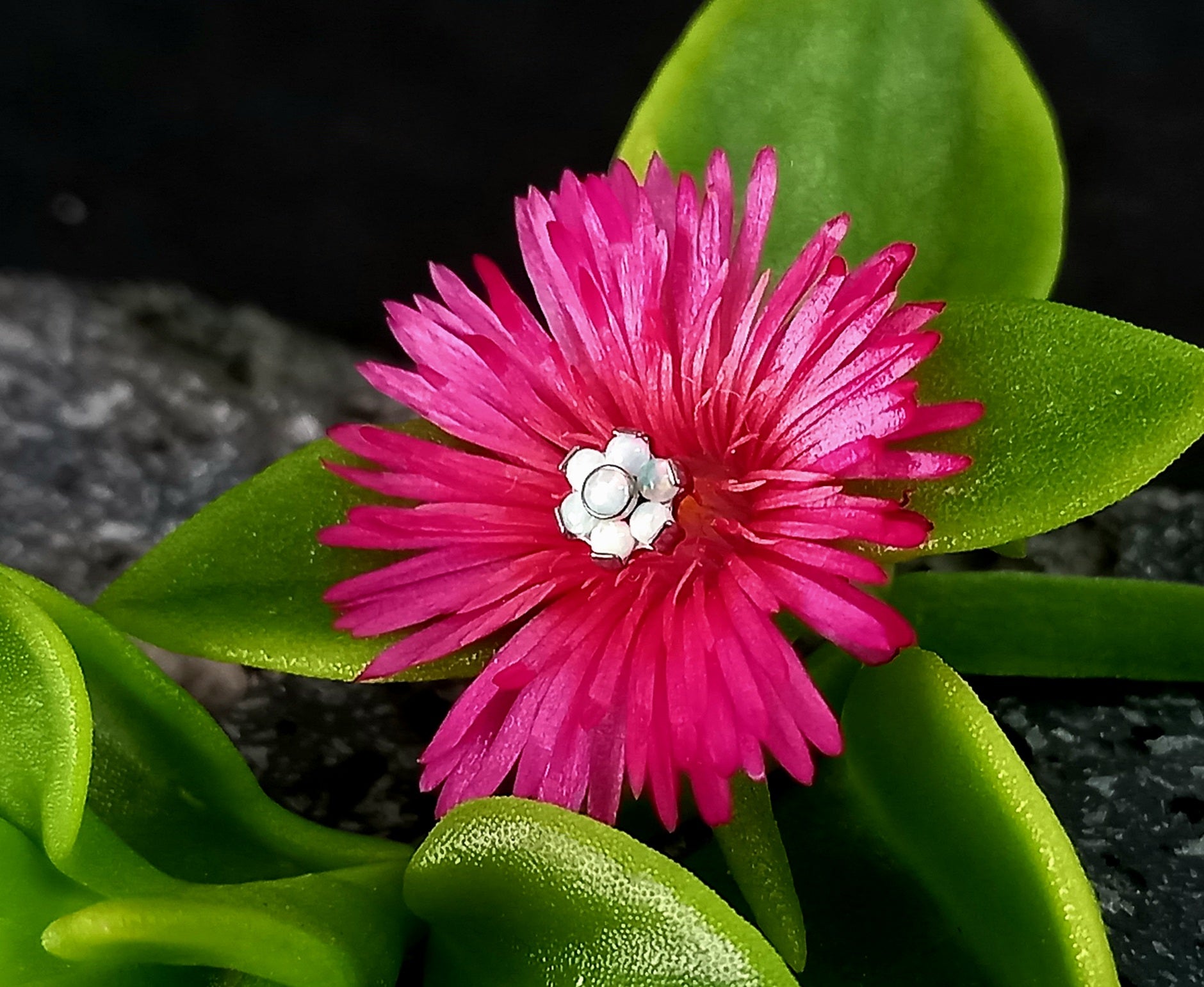 Flor ópalo blanco  5 mm - titanio grado implante ASTM F-136