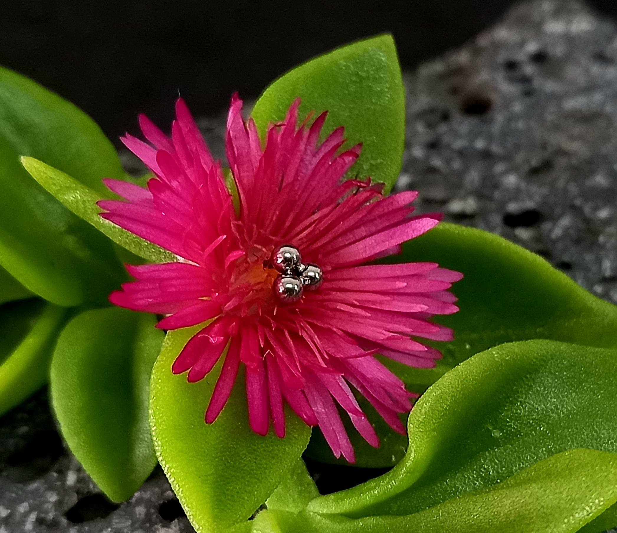 Trinity - titanio grado implante ASTM F-136