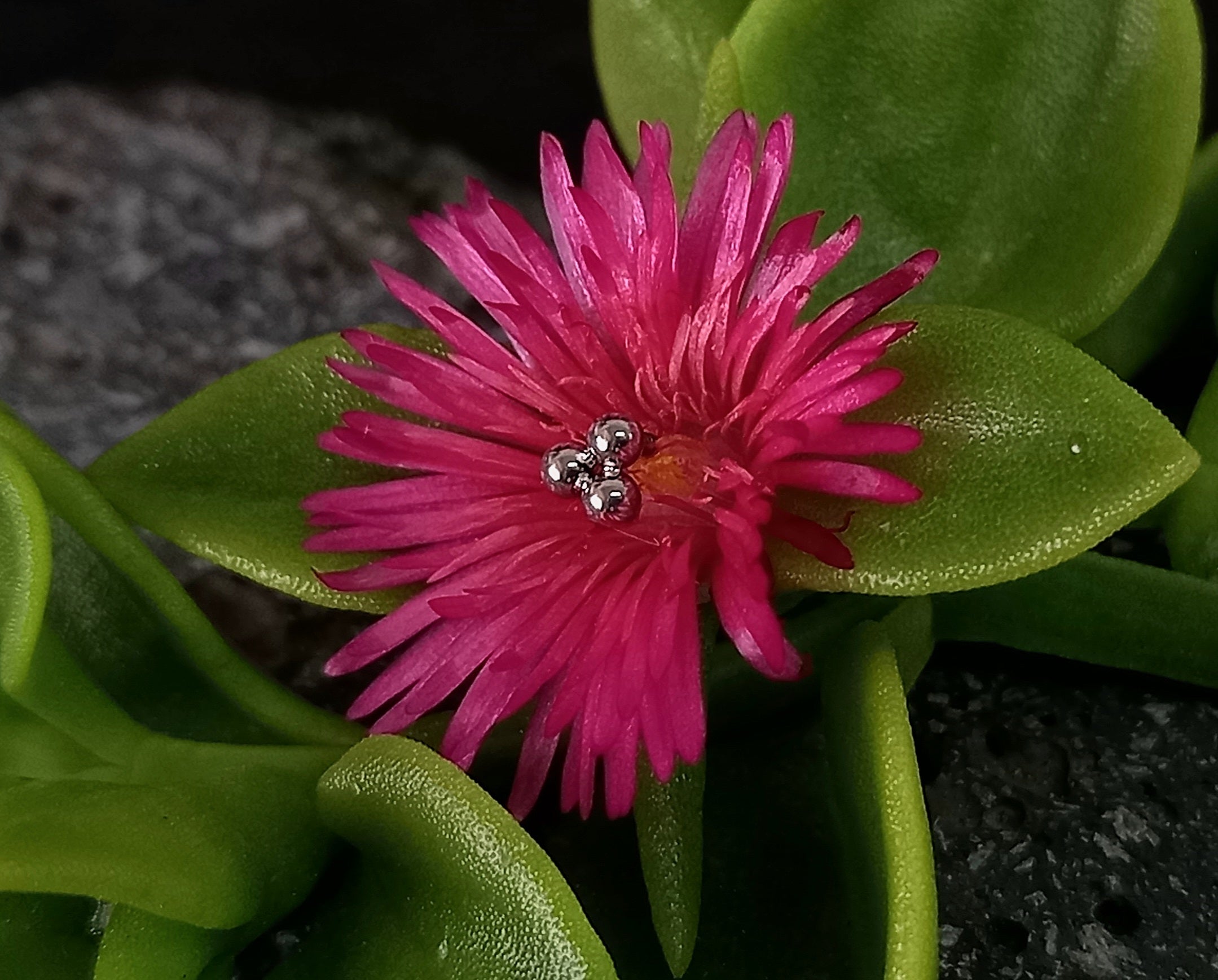 Trinity - titanio grado implante ASTM F-136