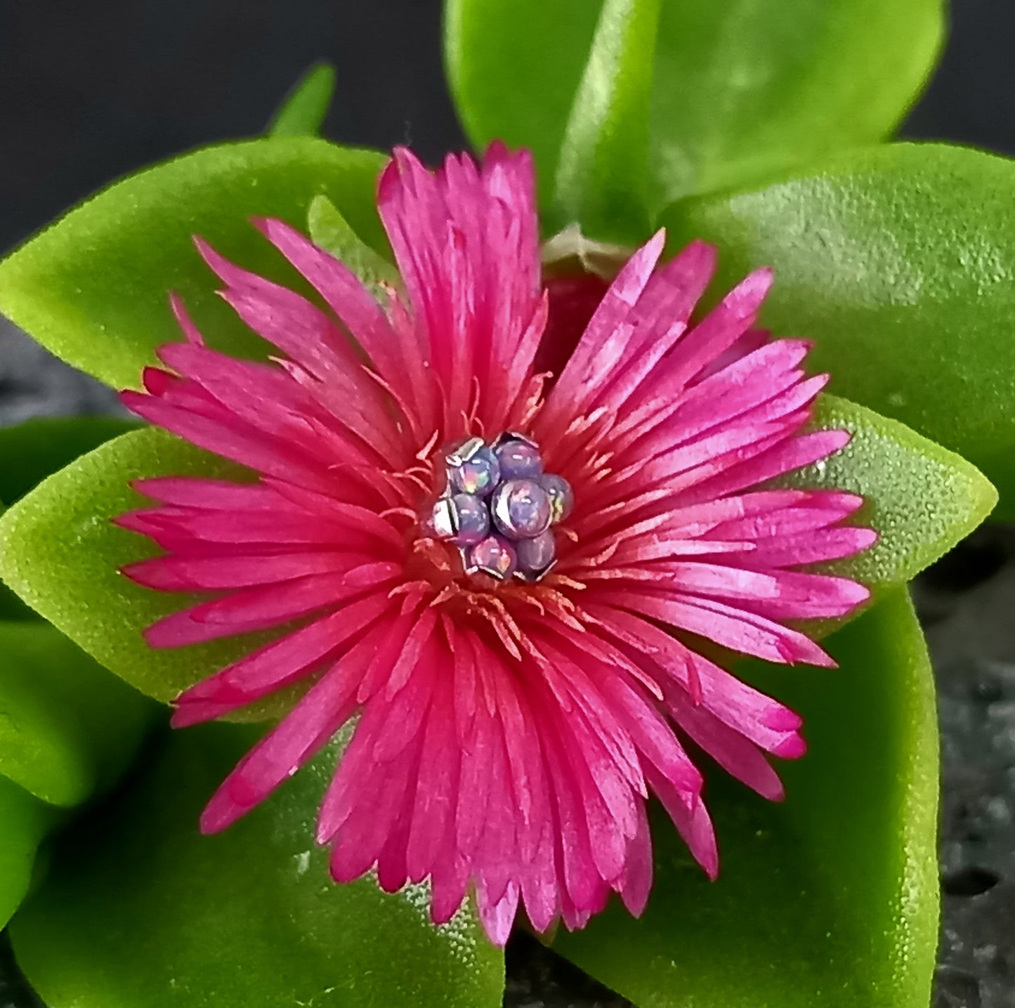 Titanio grado implante. Flor opalo purpura