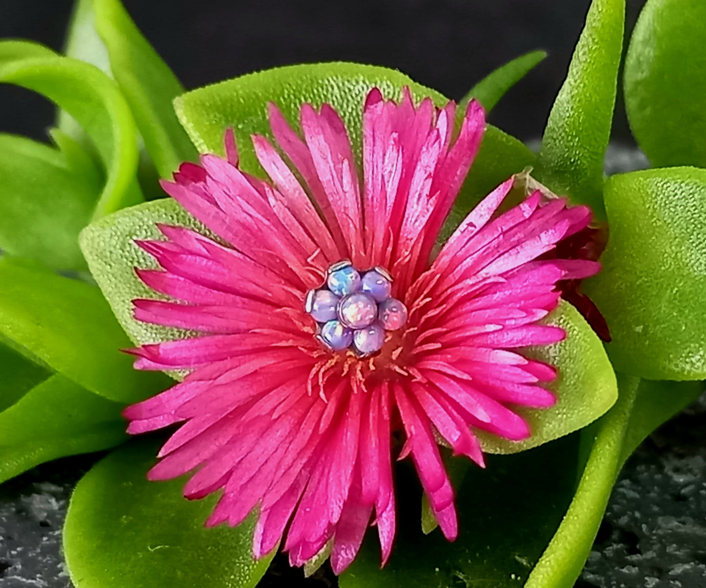 Titanio grado implante. Flor opalo purpura