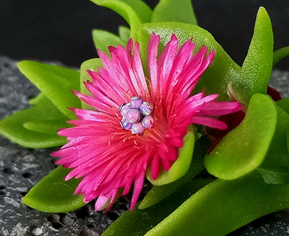 Titanio grado implante. Flor opalo purpura