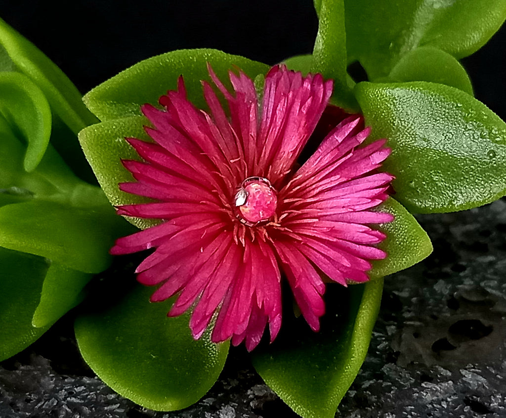 Opalo rosa 4 mm -14 g - titanio grado implante ASTM F-136