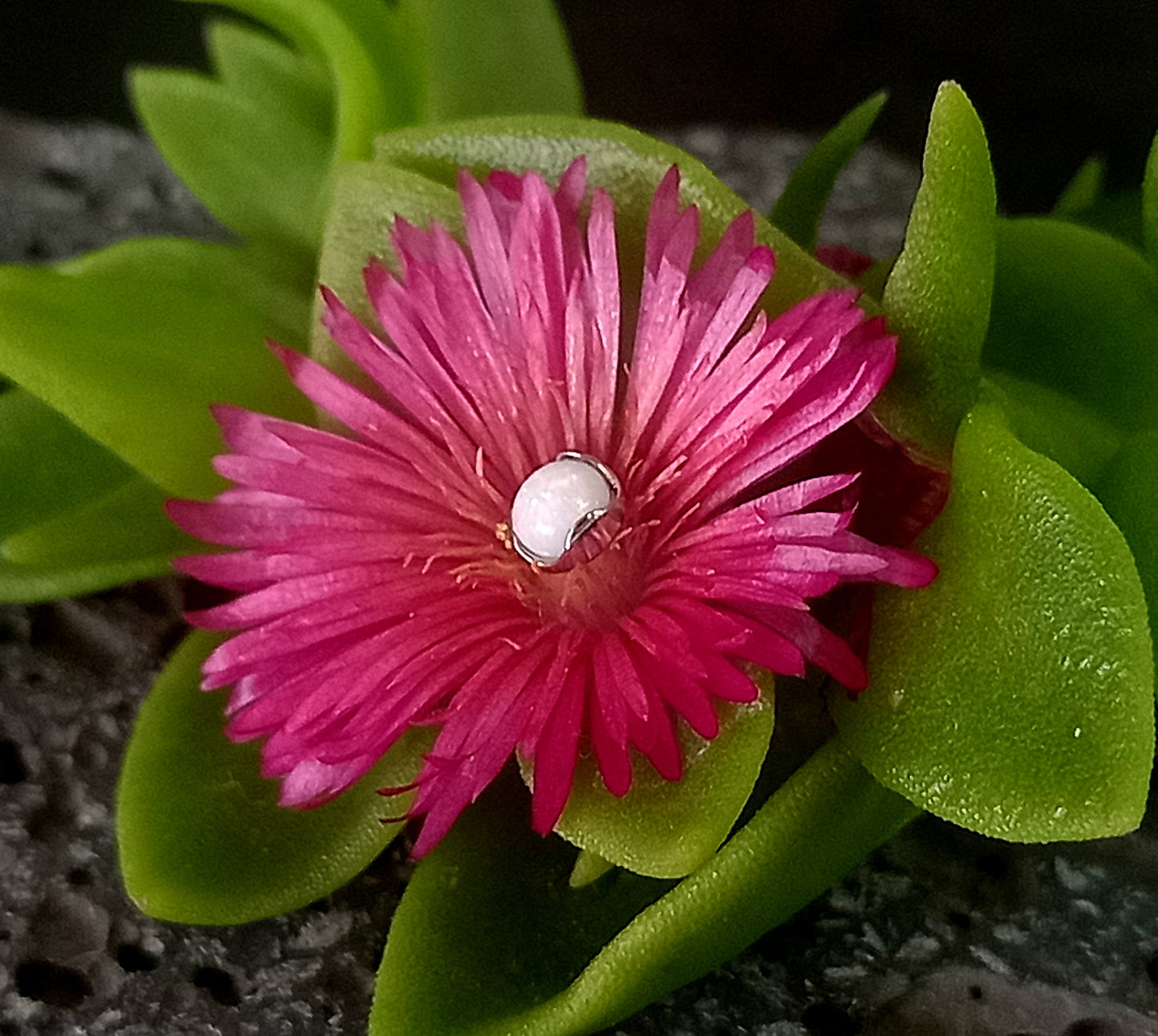 Opalo blanco 4 mm -14 g - titanio grado implante ASTM F-136