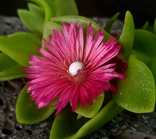 Opalo blanco 4 mm -14 g - titanio grado implante ASTM F-136