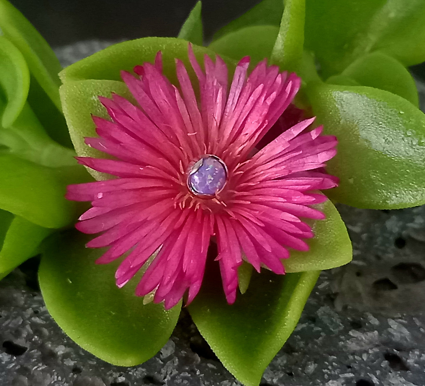 Opalo purpura 4 mm -14 g - titanio grado implante ASTM F-136