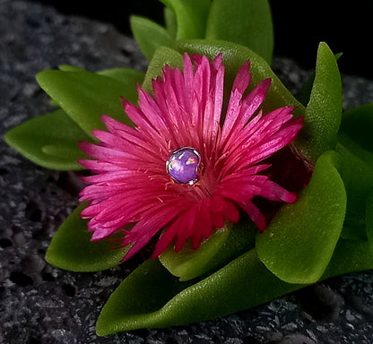 Opalo purpura 4 mm -14 g - titanio grado implante ASTM F-136